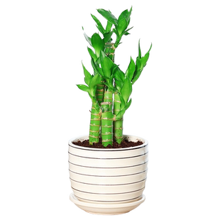 水培植物荷花竹水养盆栽室内花卉绿植文昌竹风水富贵竹净化空气好