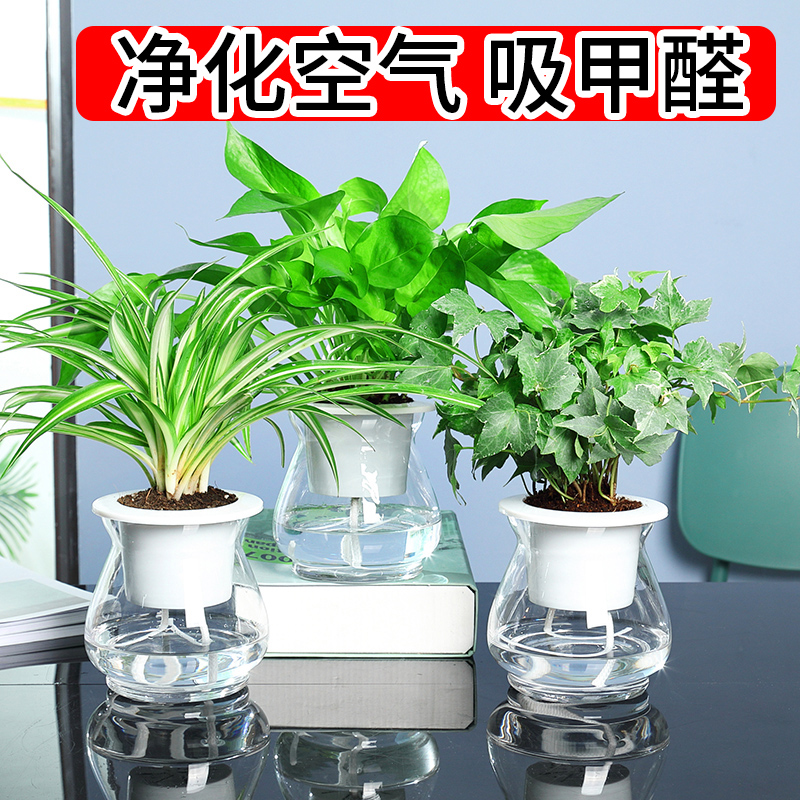 水培植物水养绿萝花卉室内好养吊兰绿植栀子花盆栽发财树长寿花组
