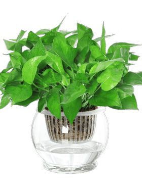 水培植物吸收甲醛绿萝办公室