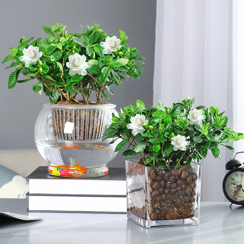 水培栀子花盆栽植物室内花卉四季开花大叶牡丹带花包浓香型水养花