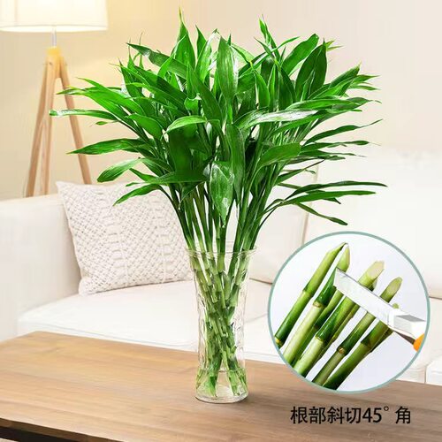 绿植富贵竹室内水培植物