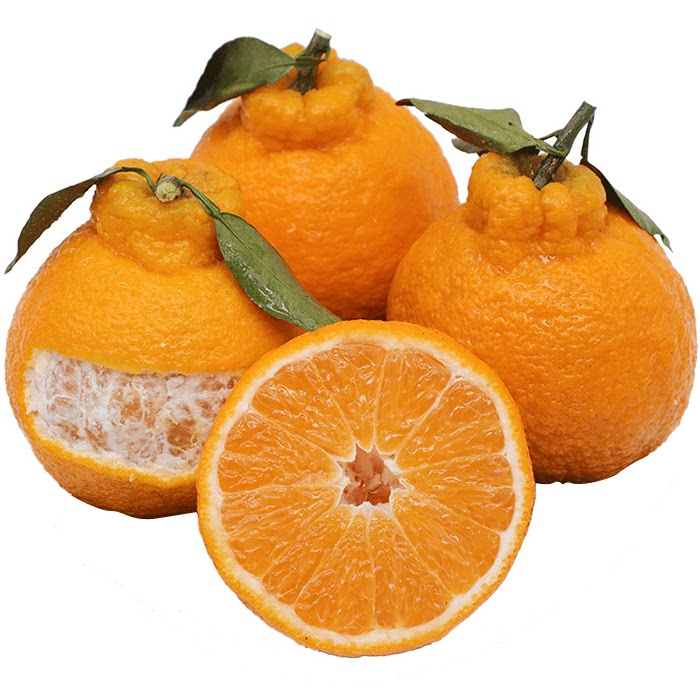 四川眉山丹棱不知火丑橘5斤包邮 自有果园现摘现发应季甜桔子