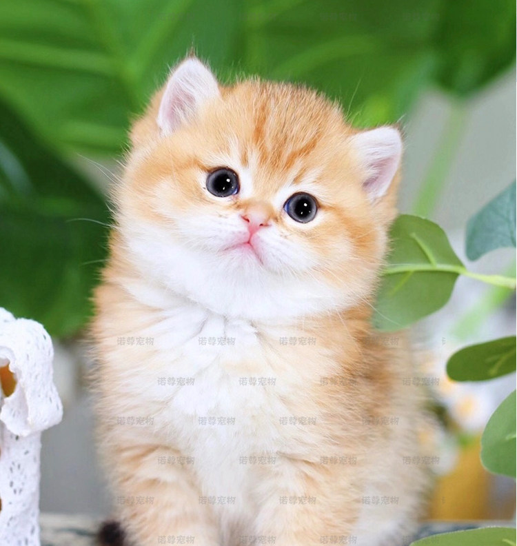 英短金渐层幼猫宠物猫咪活物短毛实拍正规猫舍英国短毛猫 诺尊8