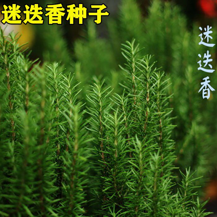 迷迭香种子食用西餐香料香草种子花卉种子调料种子海洋之露