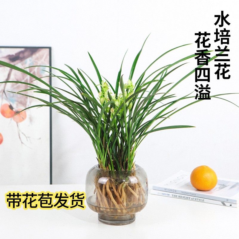 水培植物兰花苗盆栽带花苞建兰好养兰草浓香型绿植耐寒国兰花卉