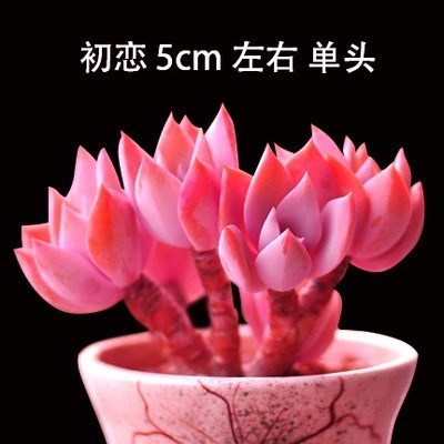一抹香盆栽 室内碰碰香 多肉植物客厅驱虫净化空气绿植好养活新手