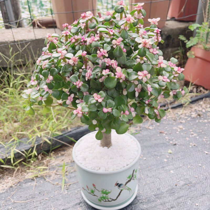 金枝玉叶盆栽多肉植物造型老桩室内阳台好养绿植花卉组合金玉满堂