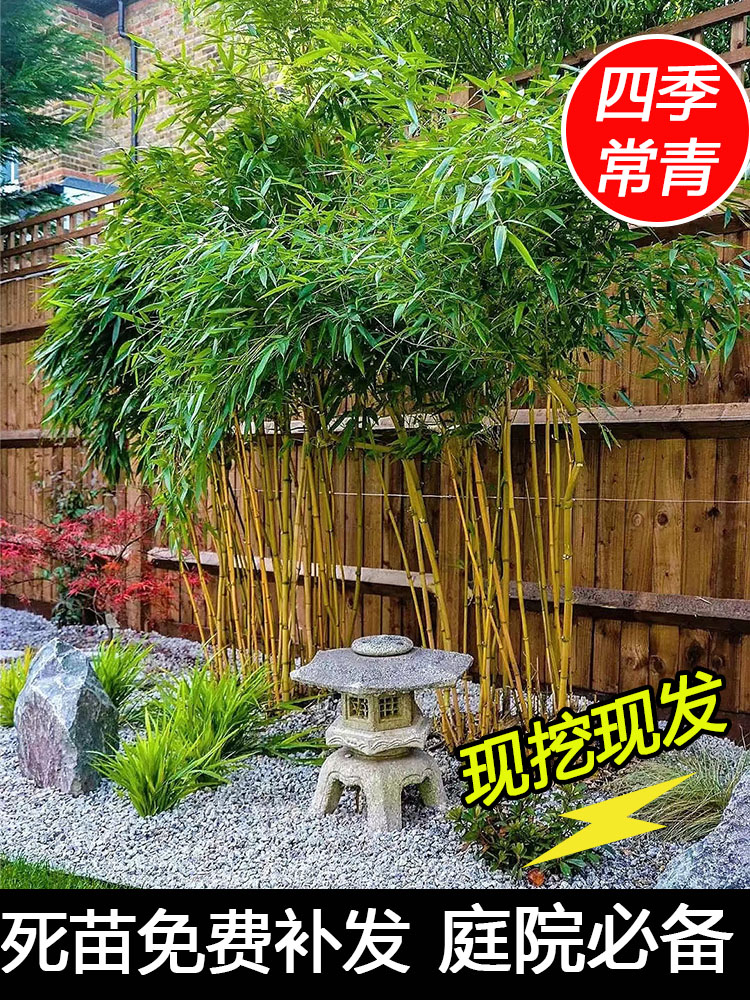 竹子苗庭院四季常青紫竹青竹苗盆栽北方耐寒树苗金镶玉竹植物绿化