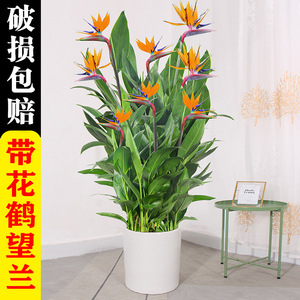 鹤望兰带花天堂鸟绿植大型室