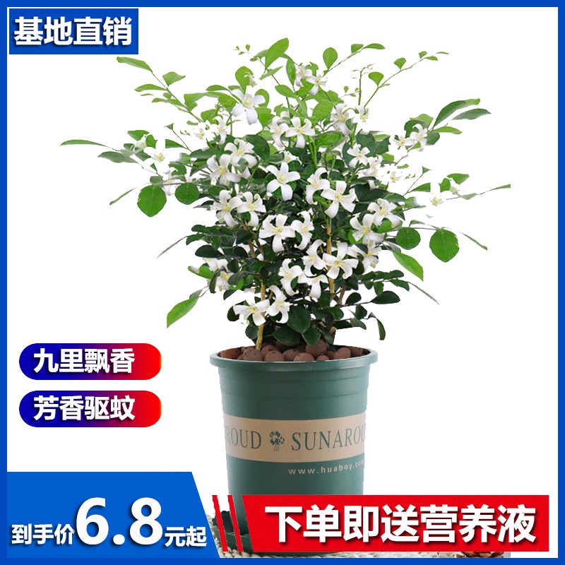 九里香盆栽水培花卉植物室内花好养活四季开花茉莉花特级浓香型花