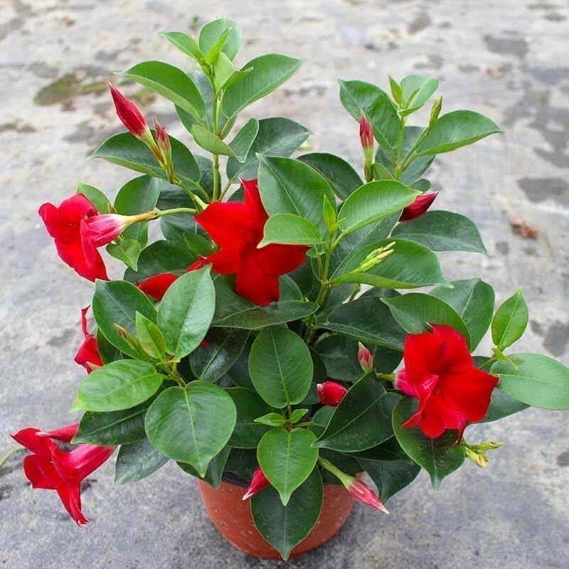 飘香藤法国香水花卉盆栽阳台爬藤植物耐寒热花期长带花苞花卉