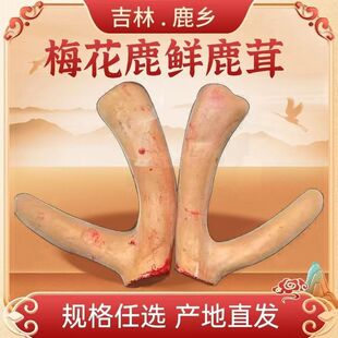 梅花鹿茸新鲜鹿茸段100克整根鲜鹿茸片新鲜带血鹿茸片泡酒药材
