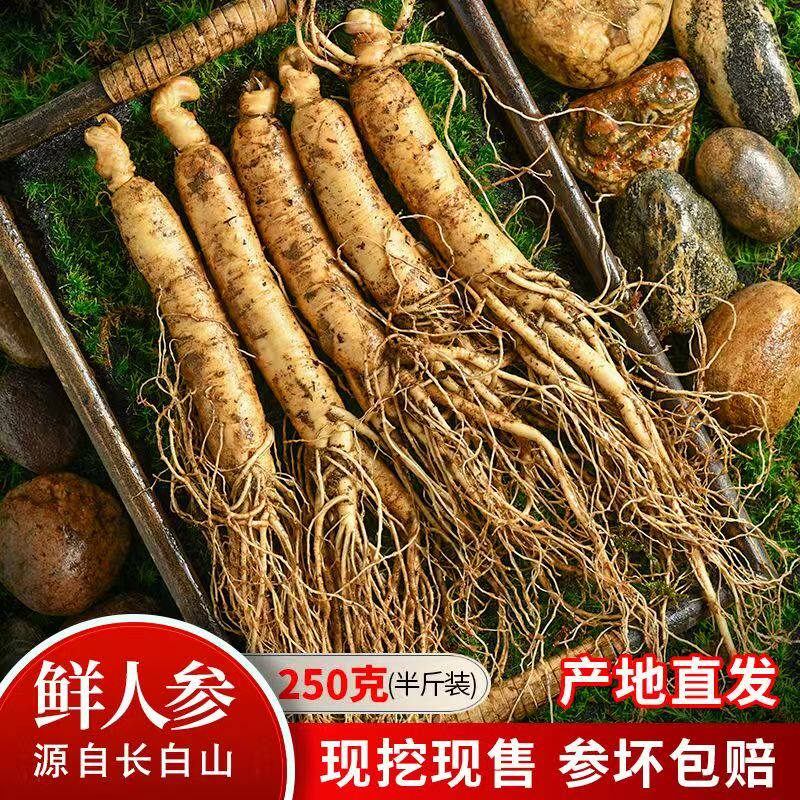 【宜天合】人参长白山人参鲜人参林下参新鲜非野生山参鲜参泡酒