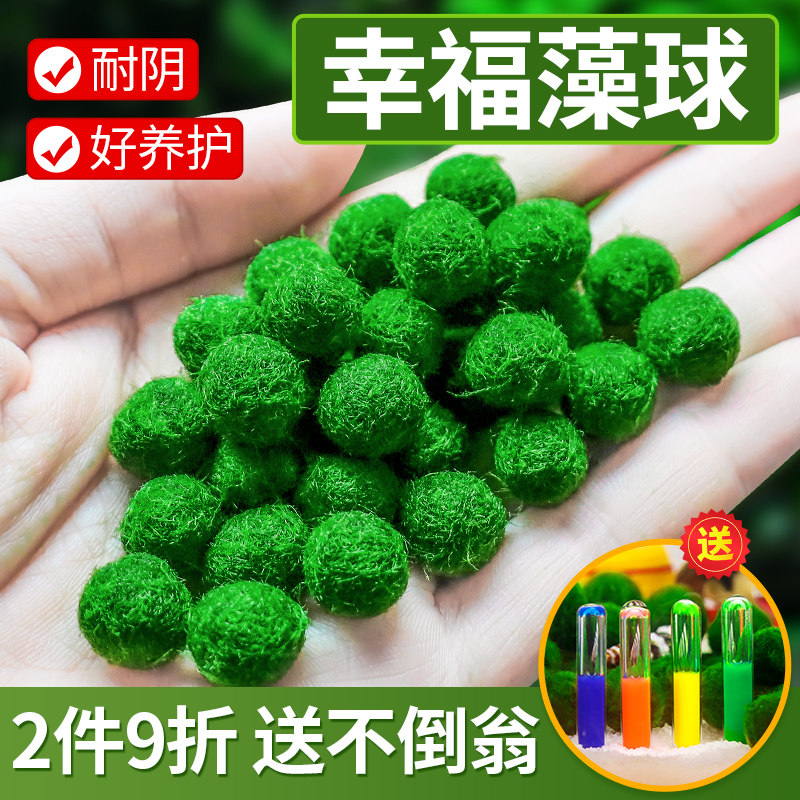 鱼缸水草活体宠物海藻球微景观生态瓶办公室水培创意小植物绿球藻
