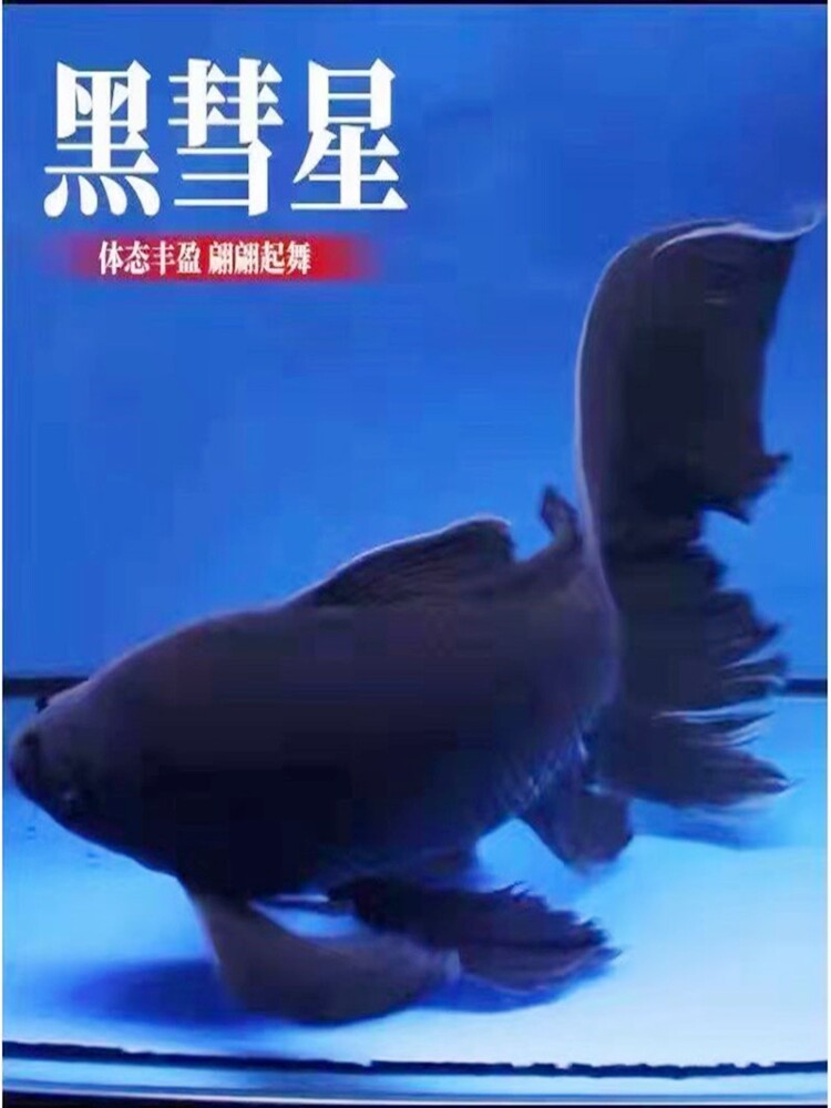正品黑彗星纯种黑色墨蝶蝴蝶鲤鱼观赏鱼冷水鱼淡水鱼风水鱼