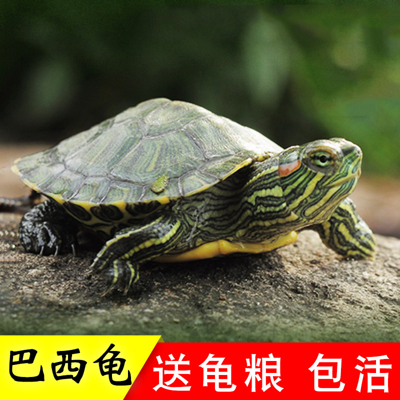 乌龟活物巴西龟小乌龟活体观赏宠物龟红耳黄金家养水龟苗大金钱龟
