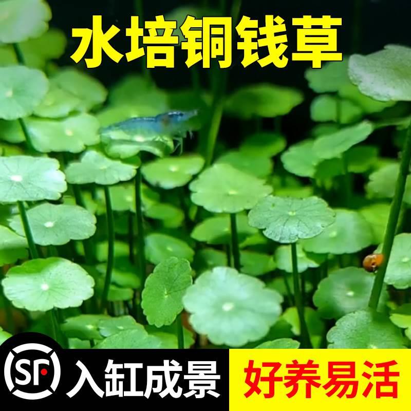 铜钱草鱼缸水培真植物种