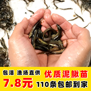 台湾泥鳅苗泥鳅鲜活小泥鳅苗宠物鱼龙鱼乌龟筏钓小鱼活体饲料