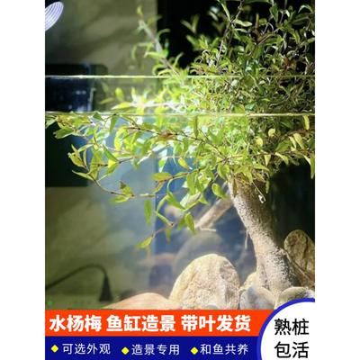 水杨梅鱼缸造景老桩水陆缸造景水上叶水培根大根盘绿植微型盆栽