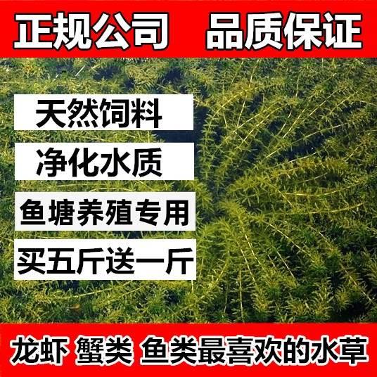 鱼塘水草种子孑籽苦草伊乐藻轮叶黑藻依专真养殖草鱼虾蟹净化植物