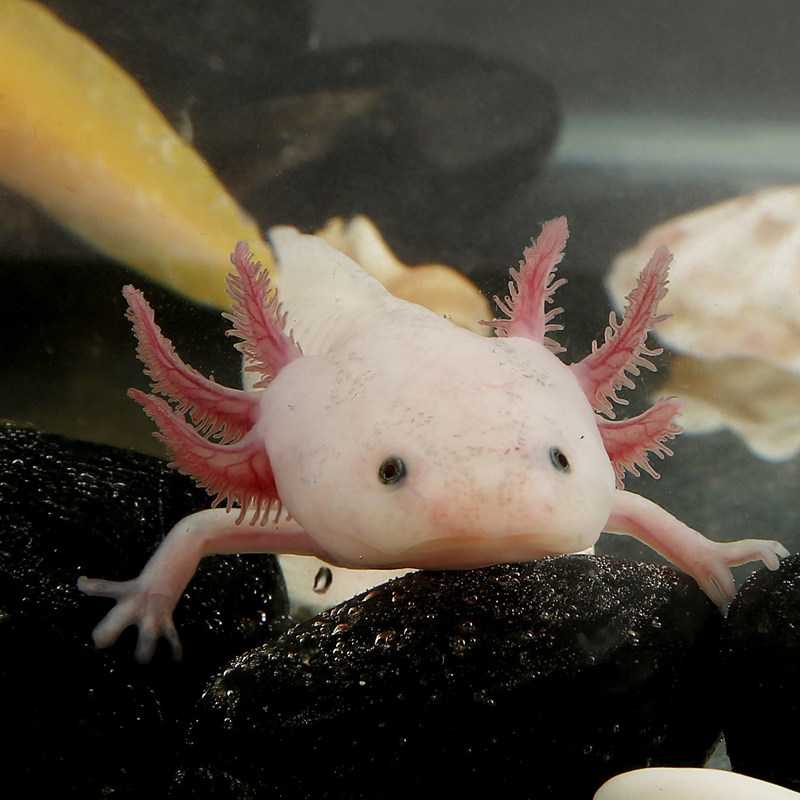 【包蝾活活】角恐龙鱼螈物冷水淡水鱼好养耐活金锦鲤六观赏鱼鱼