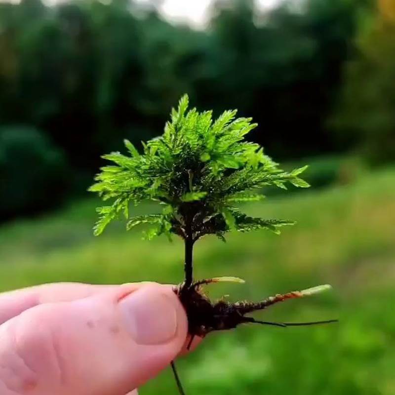 万年藓鱼缸造景水草植物雨林缸活体新手易活的前景蜈蚣草水培真草