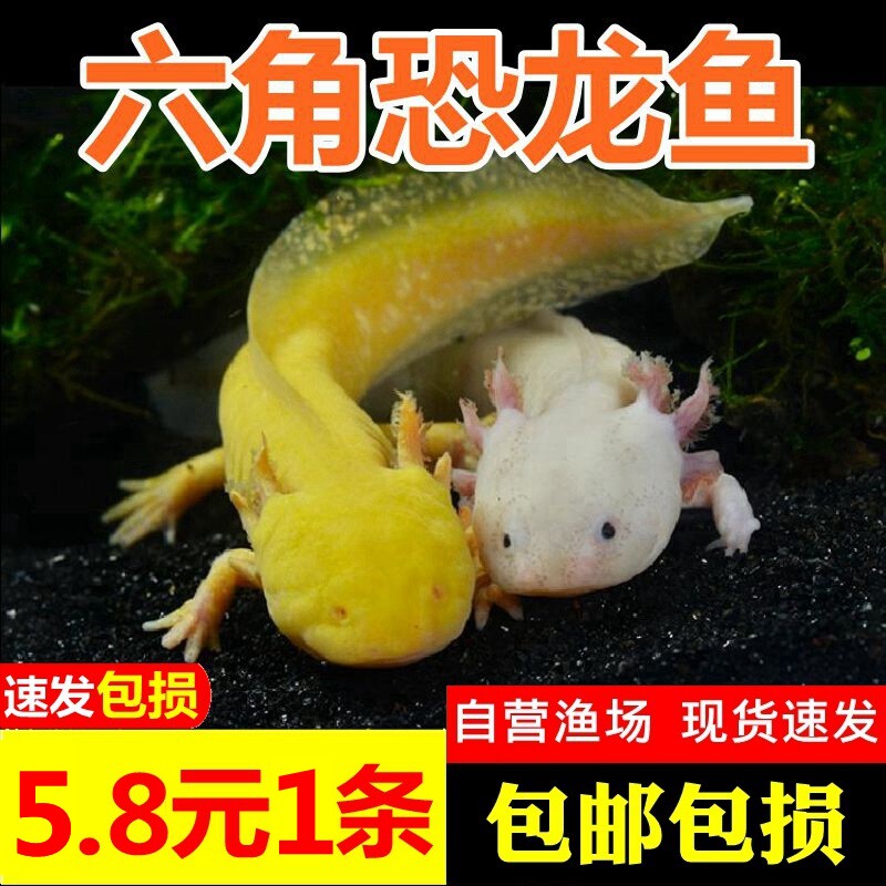 蝾螈六角恐龙鱼宠物观赏鱼活体小火龙鱼锦鲤好养不打氧四脚