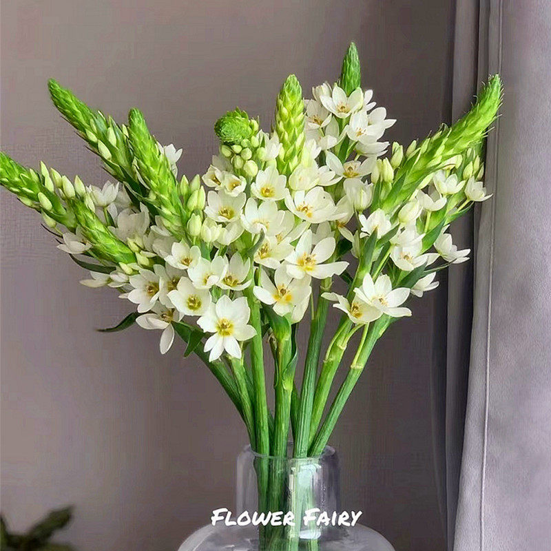 进口圣心百合种球 耐寒多年生虎仿真花/假花