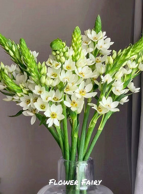 进口圣心百合种球 耐寒多年生虎眼万年青庭院阳台盆栽花卉风信子