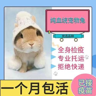 进口一代二代血统侏儒兔双血包邮稀有色烟灰暹罗喜马拉雅红眼白