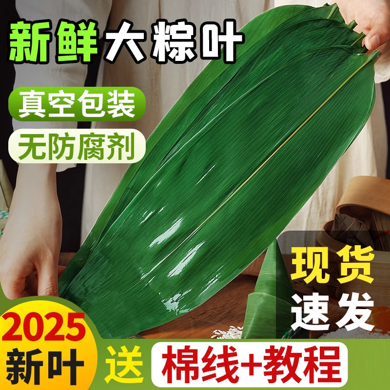 粽叶新鲜粽子叶大号包粽子专用