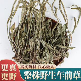 野生车前草中药材500g正品新鲜干货泡茶车钱草中药泡水车前草茶