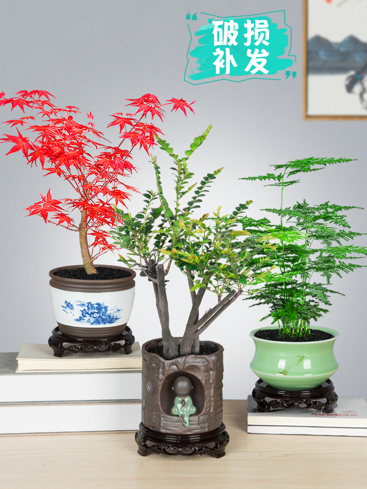红枫小叶紫檀盆景老桩植物盆栽室内好养文竹雀舌罗汉松办公室绿植 梅字百货店 淘优券