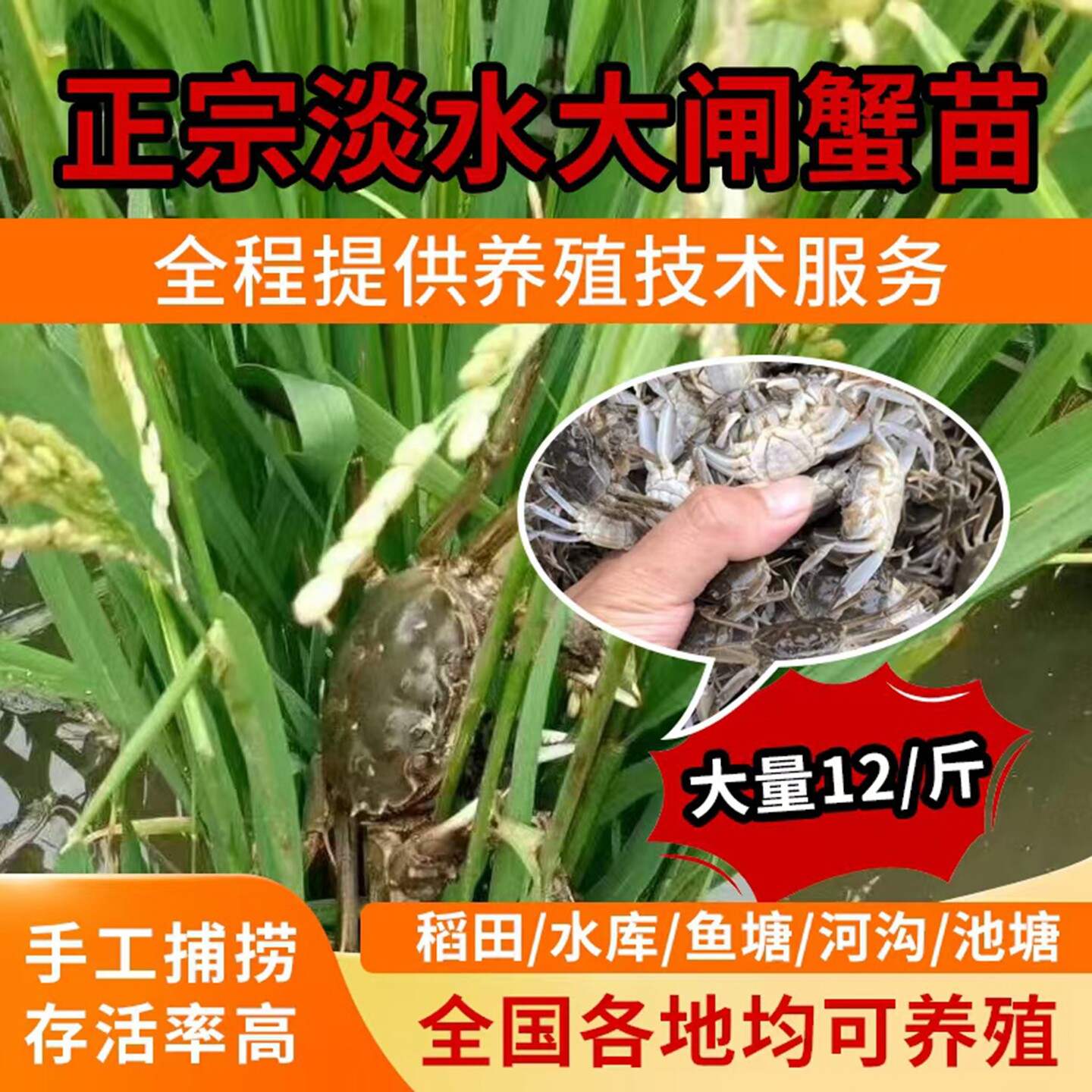 活蟹淡水大闸蟹苗养殖扣蟹苗中华绒螯蟹种苗盘锦河蟹稻田蟹幼苗