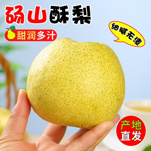 正宗原产地I砀山梨子大果24h速发