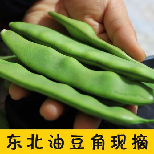 东北油豆角现摘新鲜蔬菜正宗一点红油豆角九月青黑龙江整箱包邮10