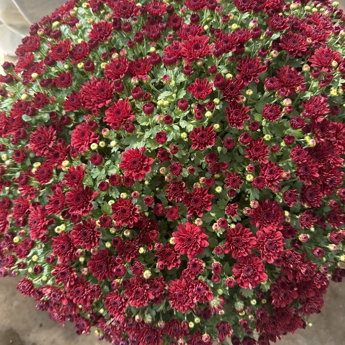 千头菊红色。菊花鲜花盆栽带花苞大花九月菊四季开花室内外耐寒绿