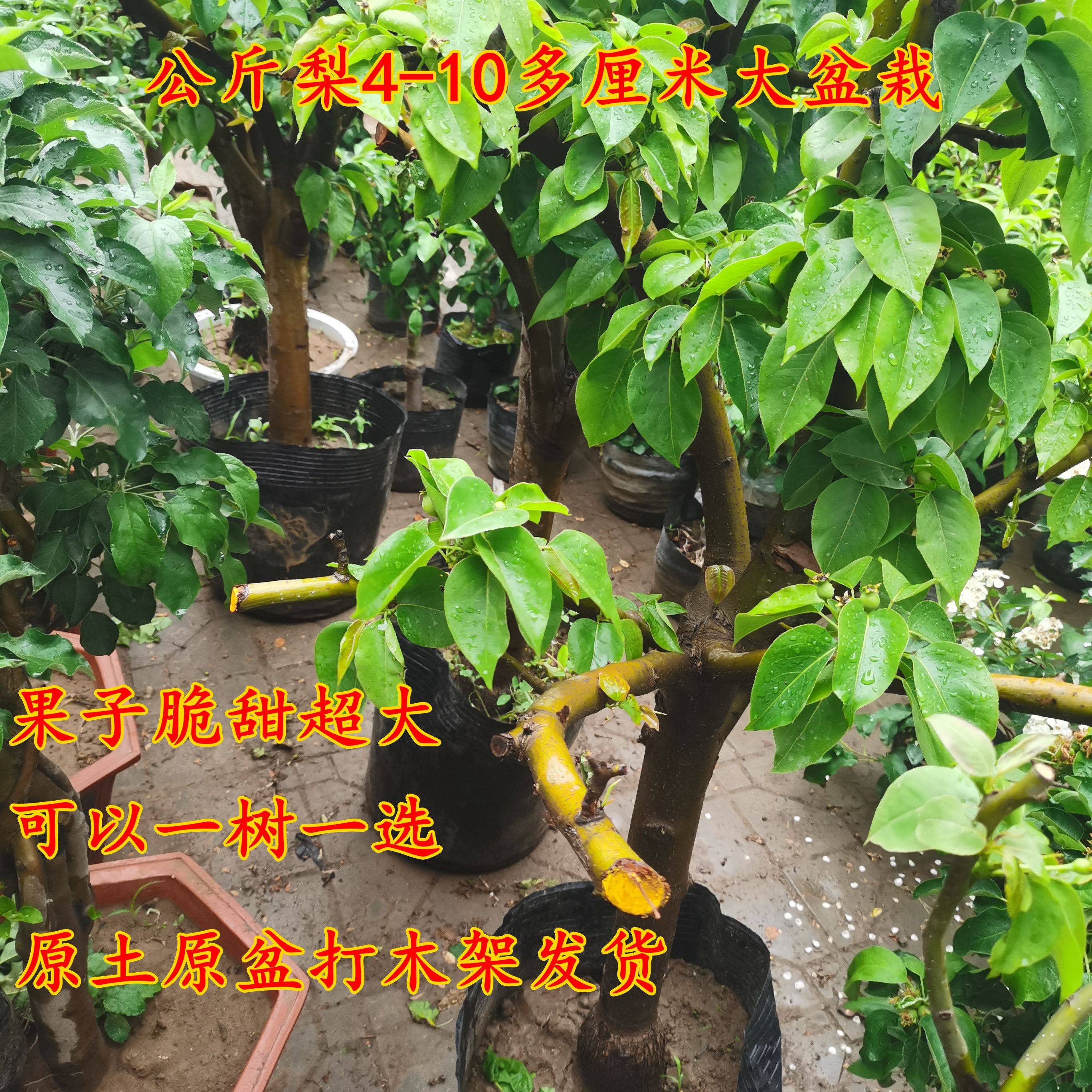 梨树大盆栽一树一选阳台庭院盆栽地栽