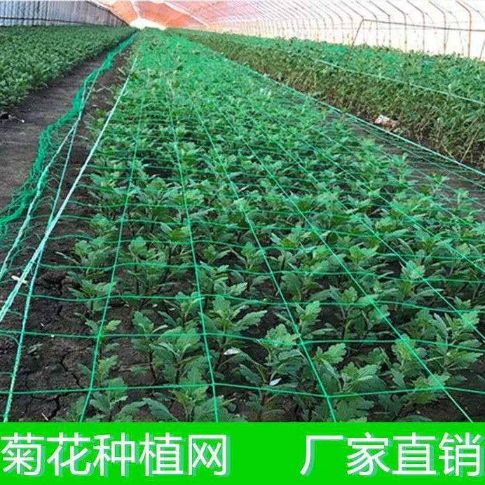 大棚种植方格网小葱菊花网定植蒜黄芹菜石斛山药防倒网爬藤网厂家