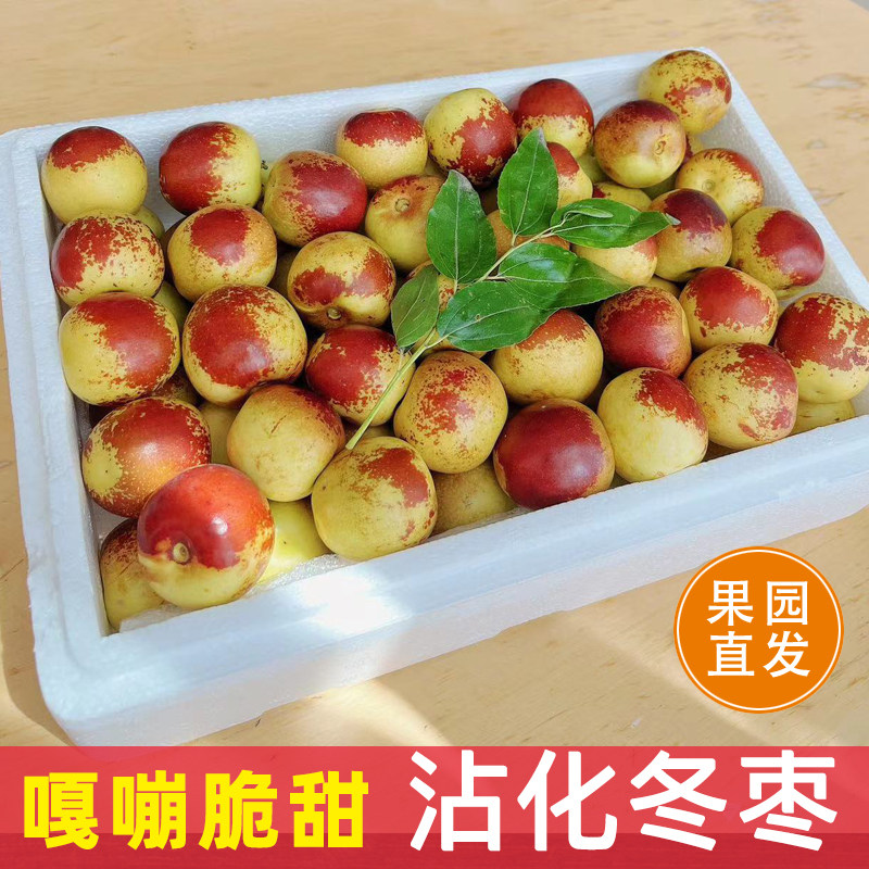 正宗山东沾化冬枣新鲜应季水果脆甜大枣子现摘产地直发顺丰包邮