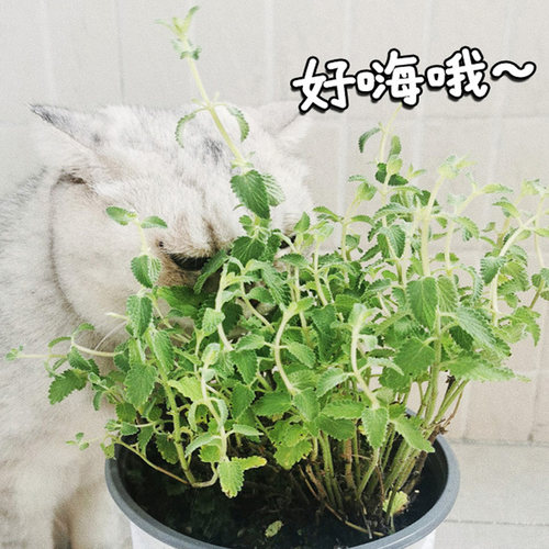 猫薄荷猫咪吃的薄荷好养活