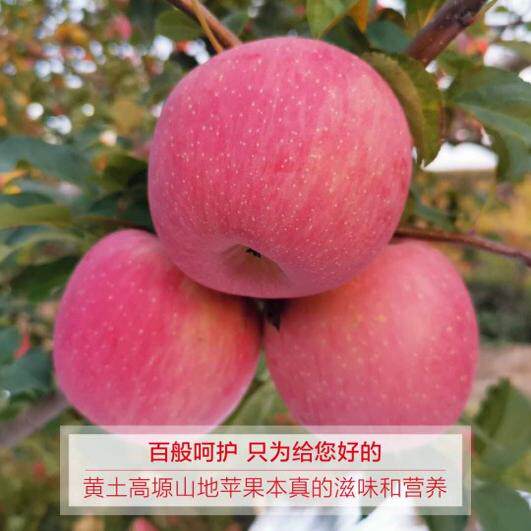 甘肃秦安红富士高山区大苹果脆甜多汁产地直发包邮非静宁洛川水果