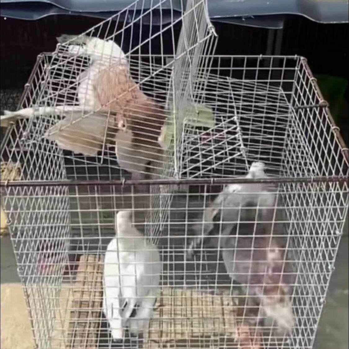 新款捕鸽神器家用鸟笼鸽笼养殖厂户外自动天落笼旋转笼翻板笼镀锌