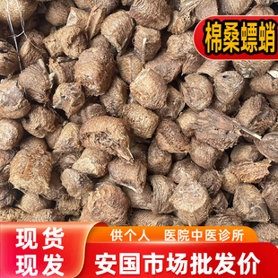 安国中药材市场批 发野生大棉熟桑螵蛸 螳螂子 刀螂籽500克 包邮