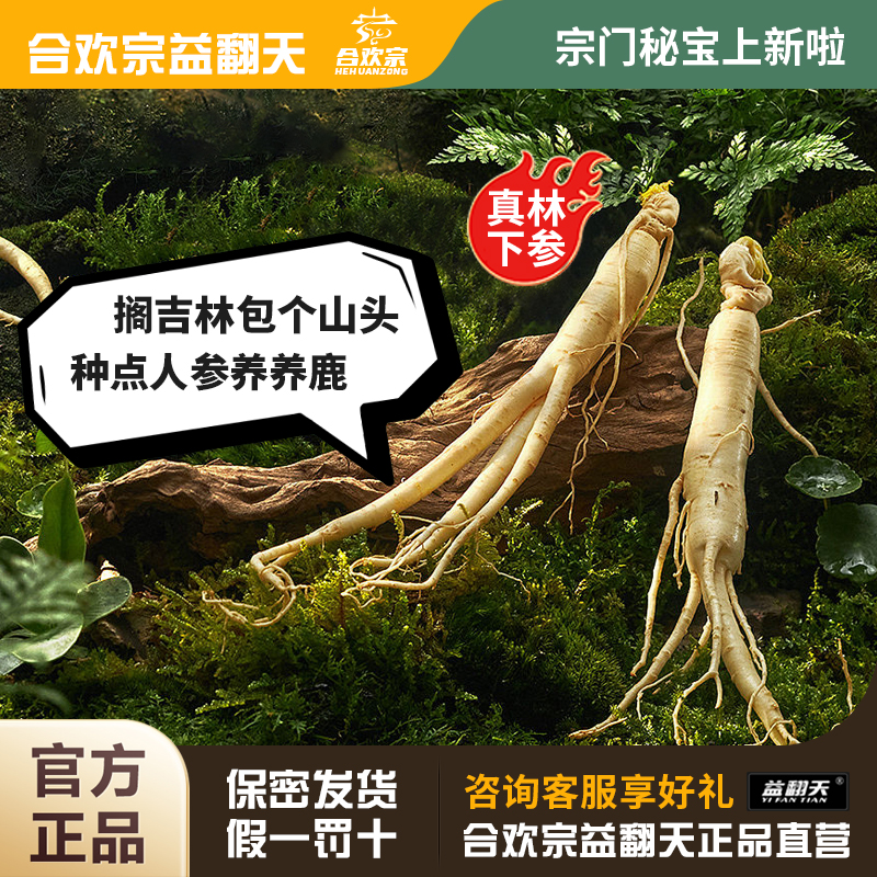 合欢宗益翻天人参野山参