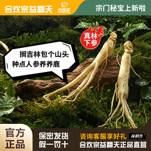 合欢宗益翻天人参野山参 长白山林下参 东北野人参干货泡酒老山参