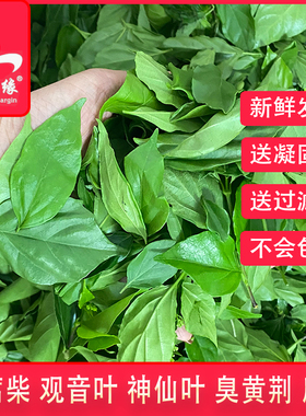 绿豆腐柴鲜叶神仙斑鸠臭黄荆叶观音树叶豆腐叶子温州泰顺野菜腐婢