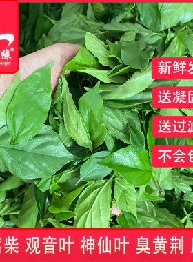 新鲜豆腐柴送钙粉纱布袋