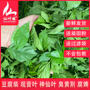 绿豆腐柴鲜叶神仙斑鸠臭黄荆叶观音树叶豆腐叶子温州泰顺野菜腐婢