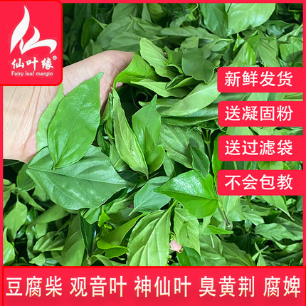 绿豆腐柴鲜叶神仙斑鸠臭黄荆叶观音树叶豆腐叶子温州泰顺野菜腐婢